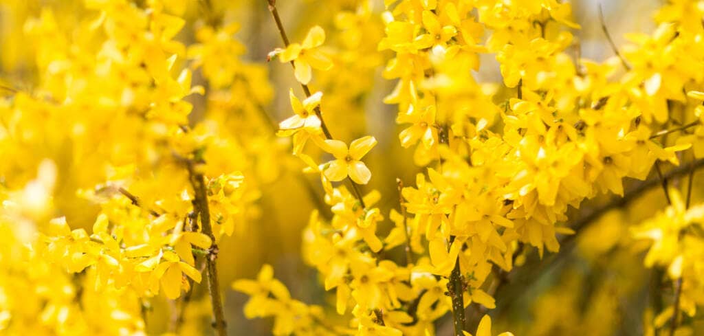 Forsythia supplement benefits for cancer patients
