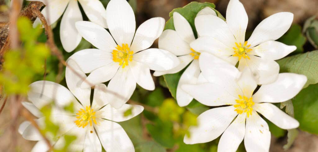 Bloodroot supplement benefits for cancer patients