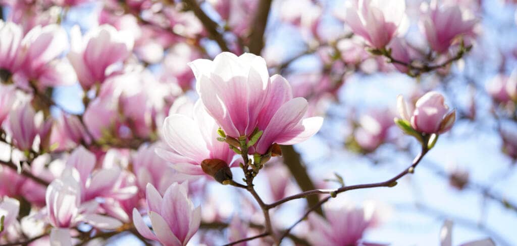 Magnolia supplement benefits for cancer patients