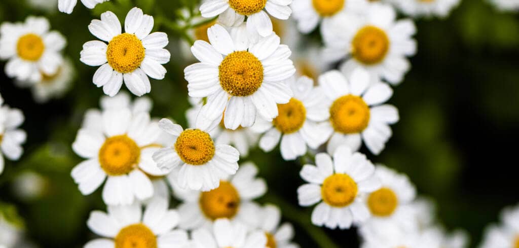 Feverfew supplement benefits for cancer patients