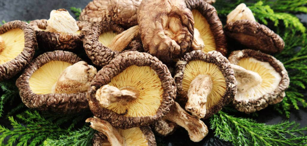 Shiitake Mushroom supplement benefits for cancer patients