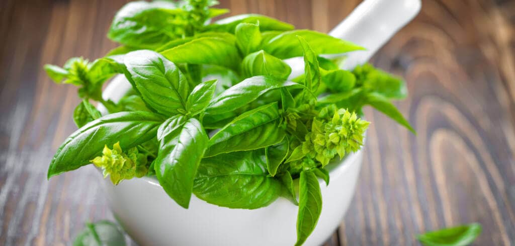 Basil supplement benefits for cancer patients