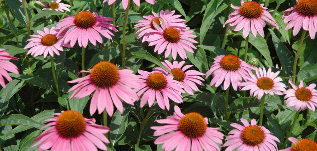 Echinacea supplement benefits for cancer patients