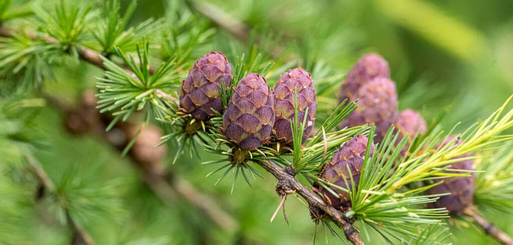 Larch supplement benefits for cancer patients