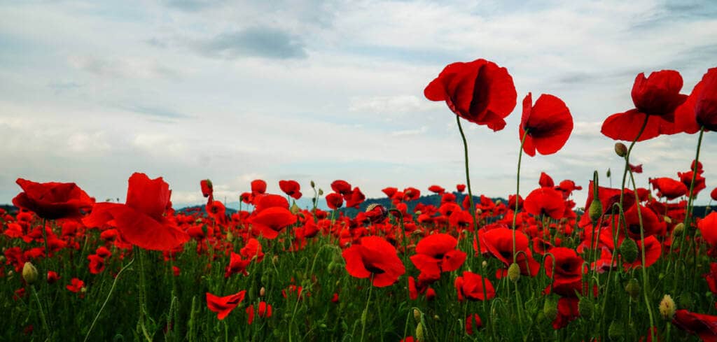 Poppy supplement benefit for cancer patients