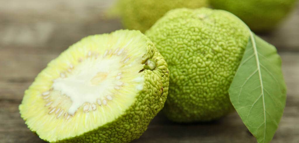 Maclura Pomifera supplement benefits for cancer patients