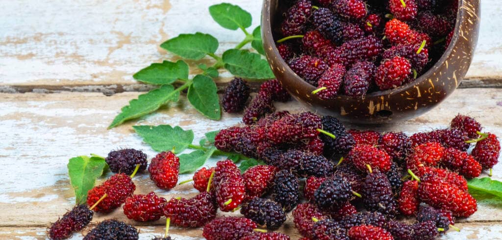 Mulberry supplement benefits for cancer patients