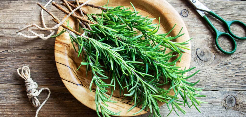 Rosemary supplement benefits for cancer patients