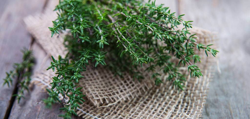 Thyme supplement benefits for cancer patients