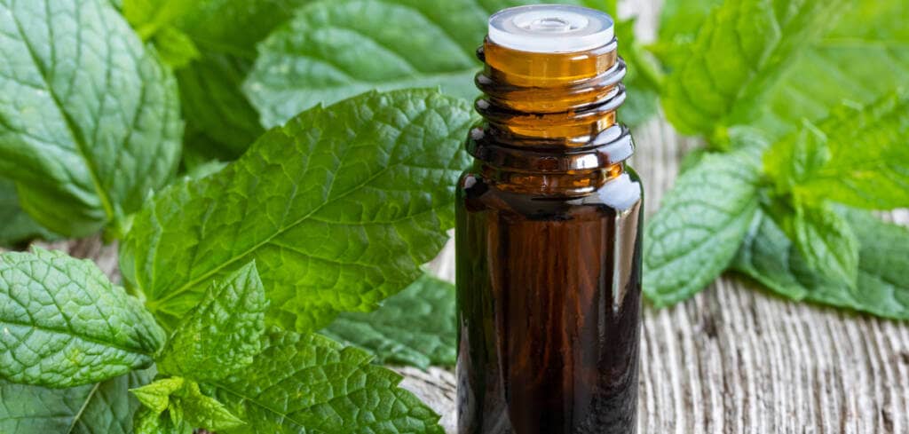 Peppermint supplement benefits for cancer patients