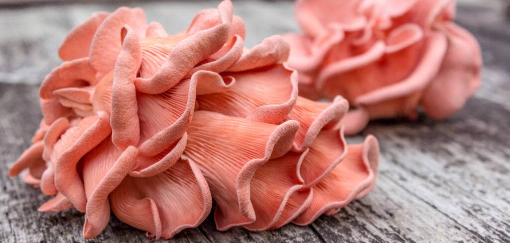 Oyster Mushroom supplement benefits for cancer patients