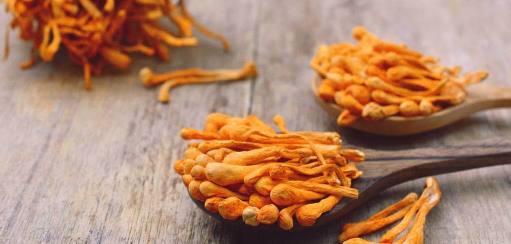 Cordyceps supplement benefits for cancer patients