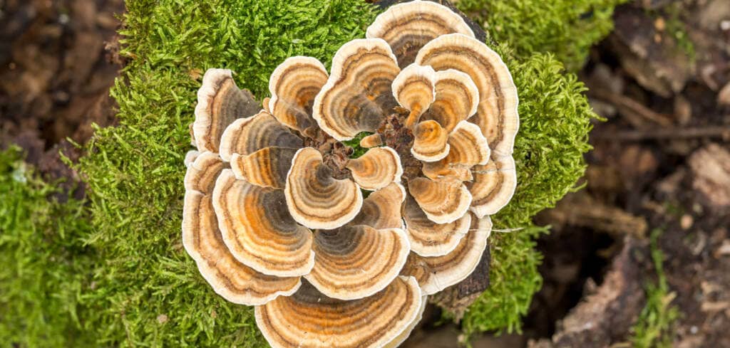 Turkey Tail Mushroom supplement benefits for cancer patients