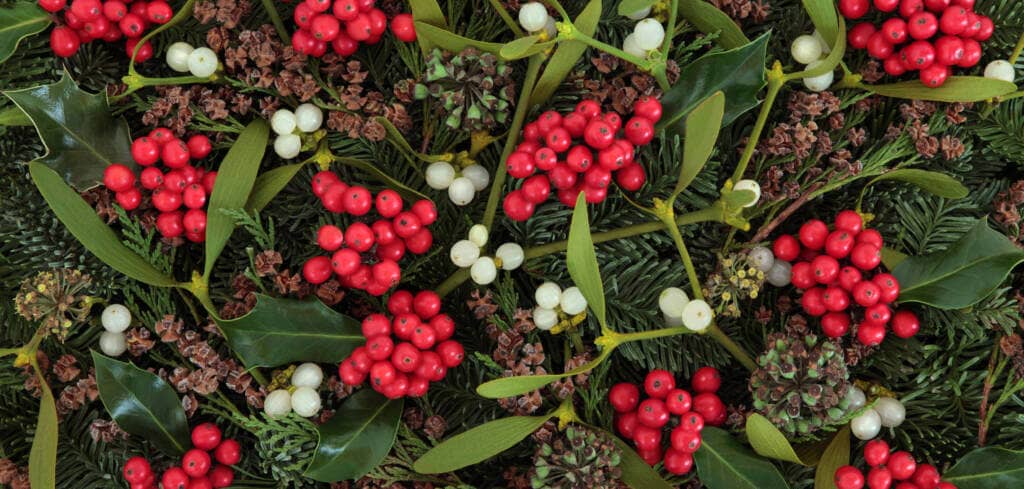 Mistletoe supplement benefits for cancer patients