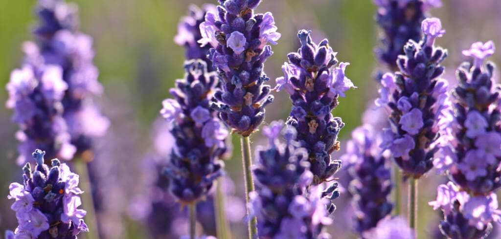 Lavender supplement benefits for cancer patients