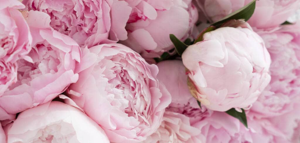 Peony supplement benefits for cancer patients