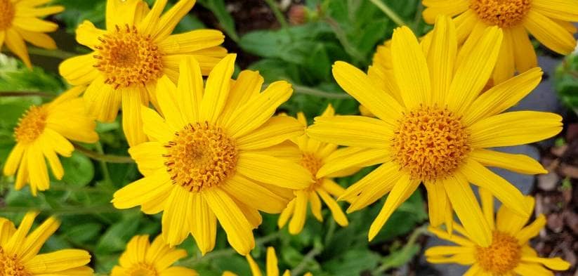 Arnica supplement benefits for cancer patients and genetic risks