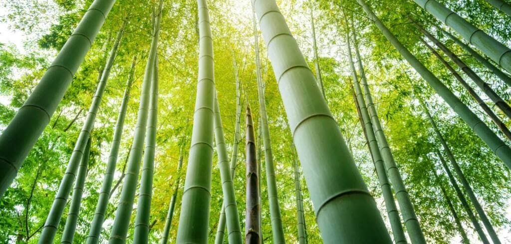 Bamboo supplement benefits for cancer patients and genetic risks