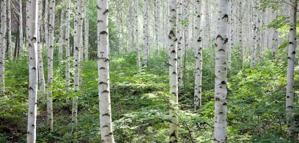 Birch supplement benefits for cancer patients and genetic risks
