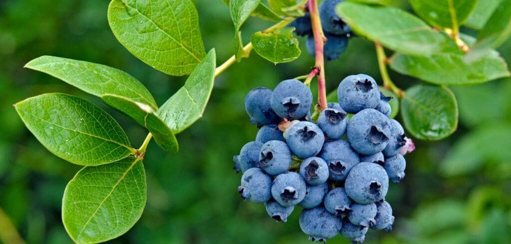 Blueberry supplement benefits for cancer patients and genetic risks