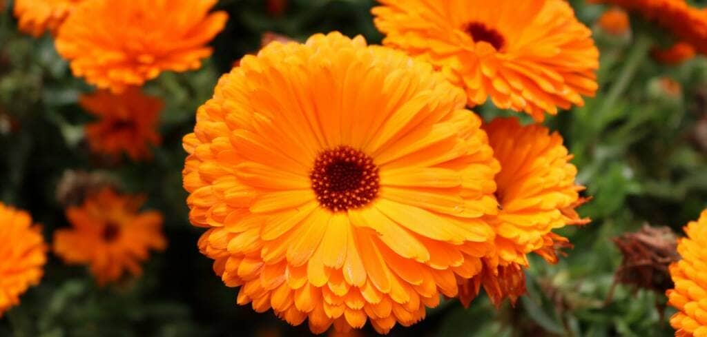 Calendula supplement benefits for cancer patients and genetic risks