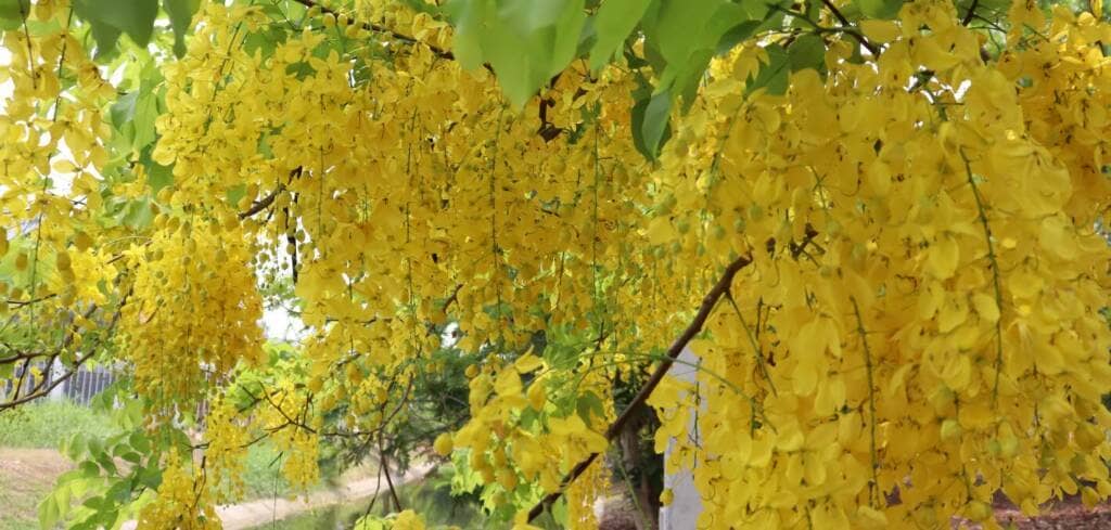 Cassia Fistula supplement benefits for cancer patients and genetic risks