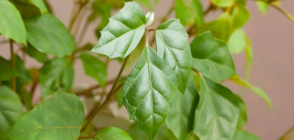 Cissus supplement benefits for cancer patients and genetic risks