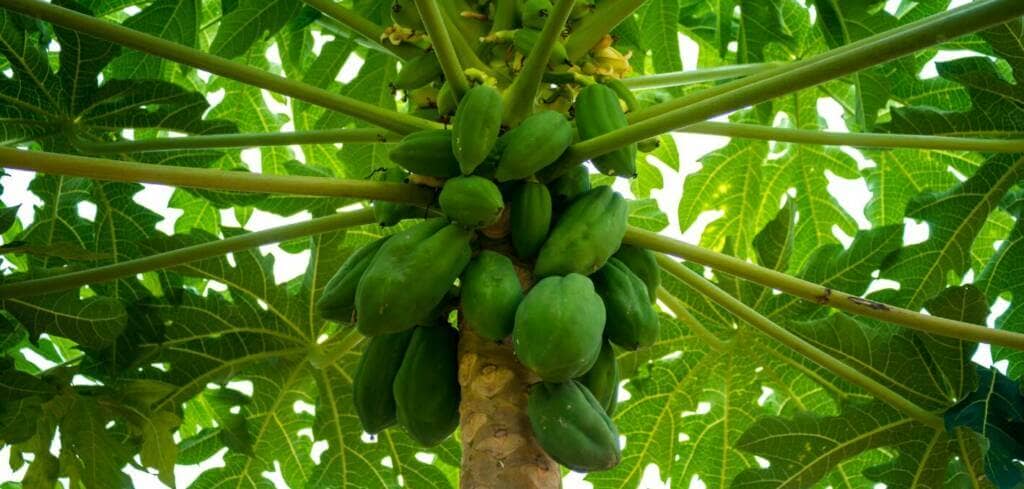 Papaya Leaf supplement benefits for cancer patients and genetic risks