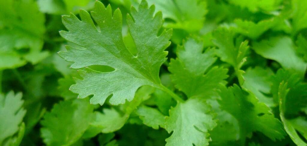 Parsley supplement benefits for cancer patients and genetic risks