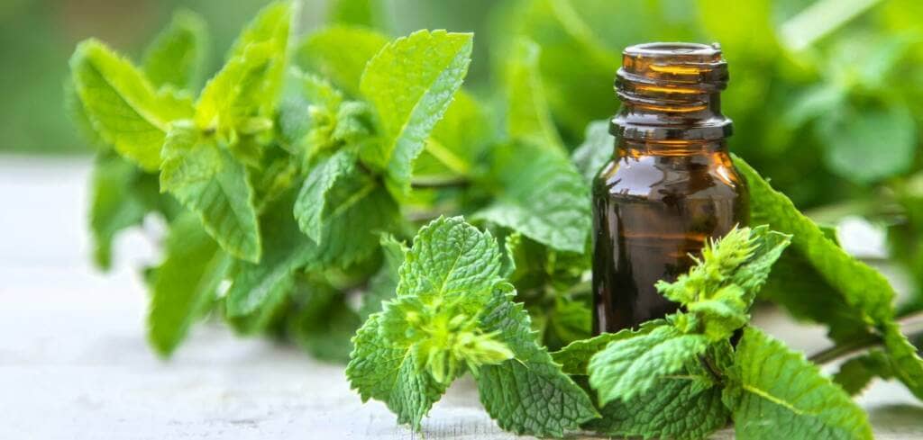 Peppermint supplement benefits for cancer patients and genetic risks