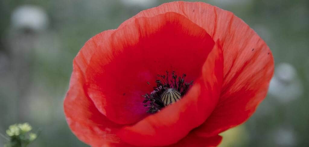 Poppy supplement benefits for cancer patients and genetic risks