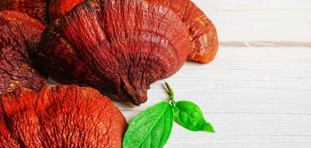 Reishi Mushroom supplement benefits for cancer patients and genetic risks
