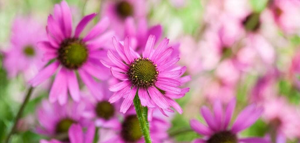 Echinacea supplement benefits for cancer patients and genetic risks