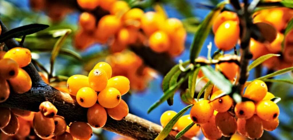 Sea Buckthorn supplement benefits for cancer patients and genetic risks