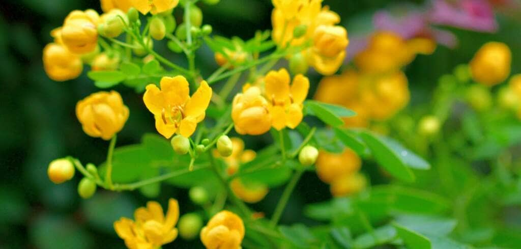 Senna supplement benefits for cancer patients and genetic risks
