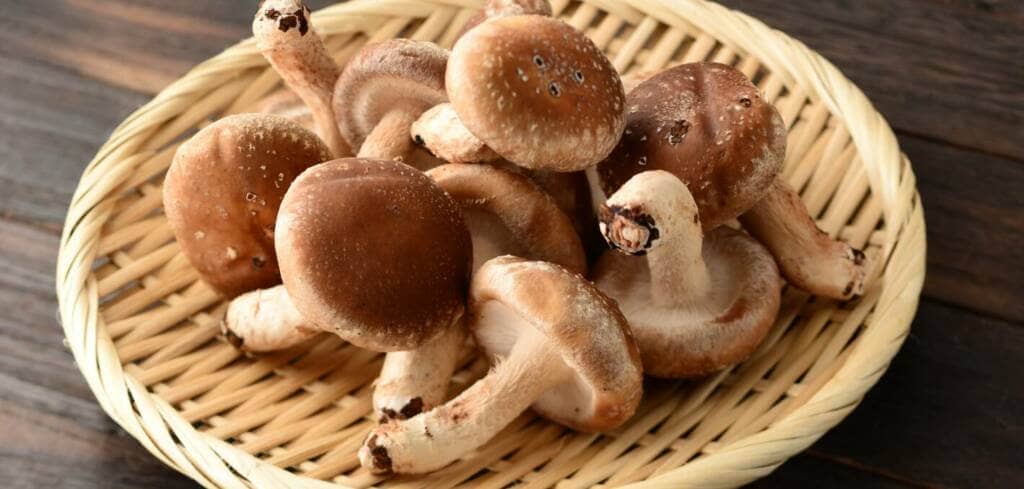 Shiitake Mushroom supplement benefits for cancer patients and genetic risks