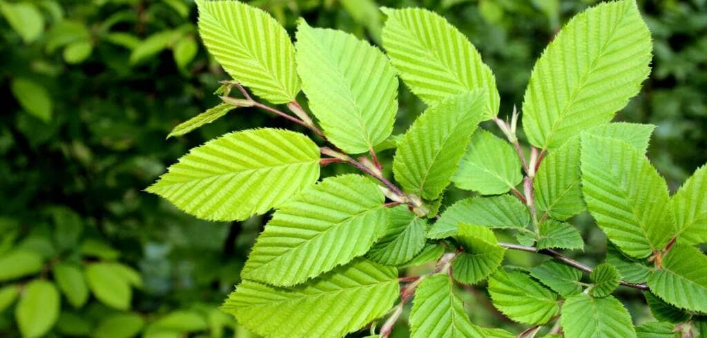 Slippery Elm supplement benefits for cancer patients and genetic risks