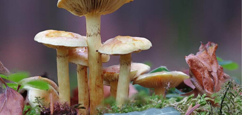 Turkey Tail Mushroom supplement benefits for cancer patients and genetic risks