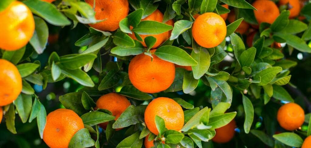 Vitamin C supplement benefits for cancer patients and genetic risks