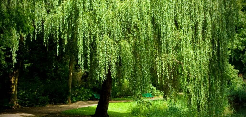 Willow supplement benefits for cancer patients and genetic risks