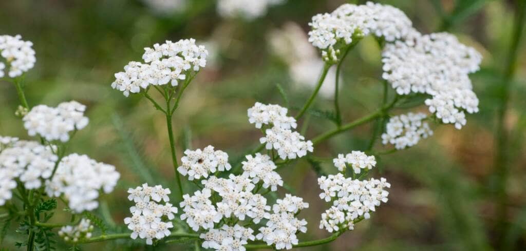 Yarrow Achillea supplement benefits for cancer patients and genetic risks