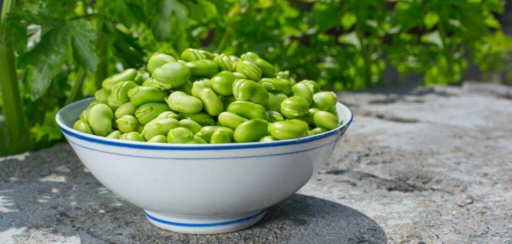 Fava Bean supplement benefits for cancer patients and genetic risks