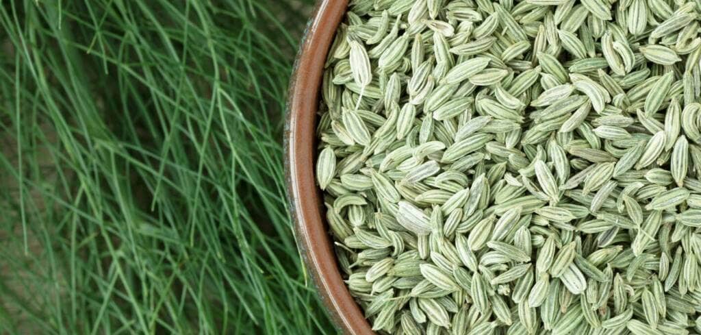  Fennel supplement benefits for cancer patients and genetic risks