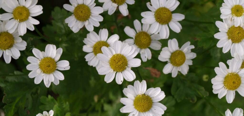 Feverfew supplement benefits for cancer patients and genetic risks