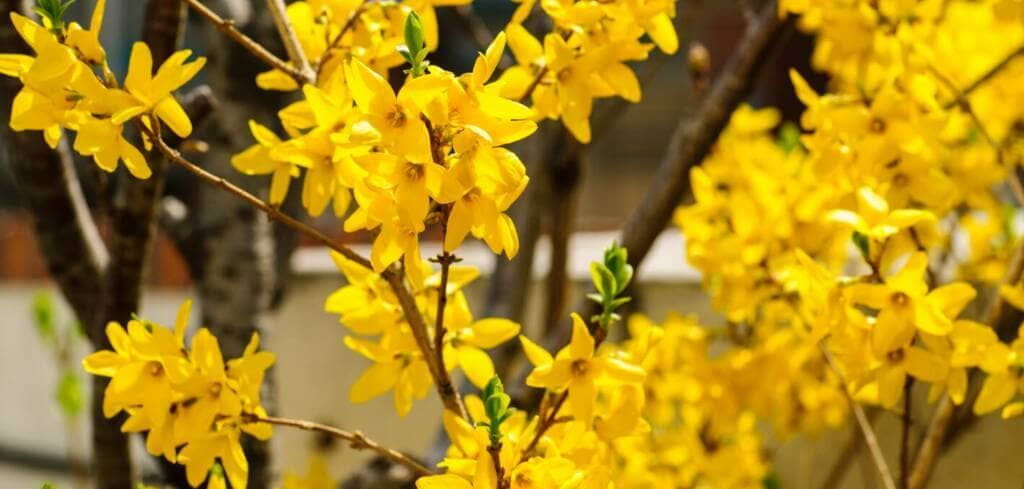  Forsythia supplement benefits for cancer patients and genetic risks