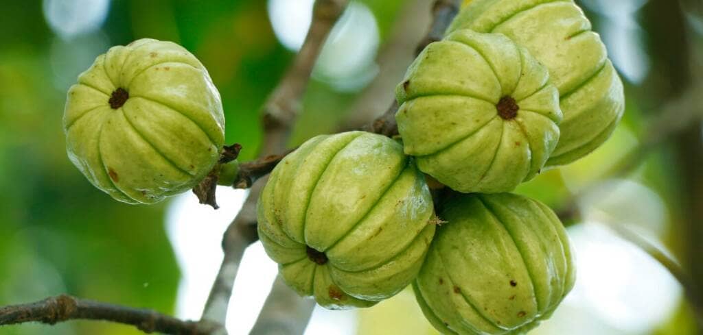 Garcinia Cambogia supplement benefits for cancer patients and genetic risks