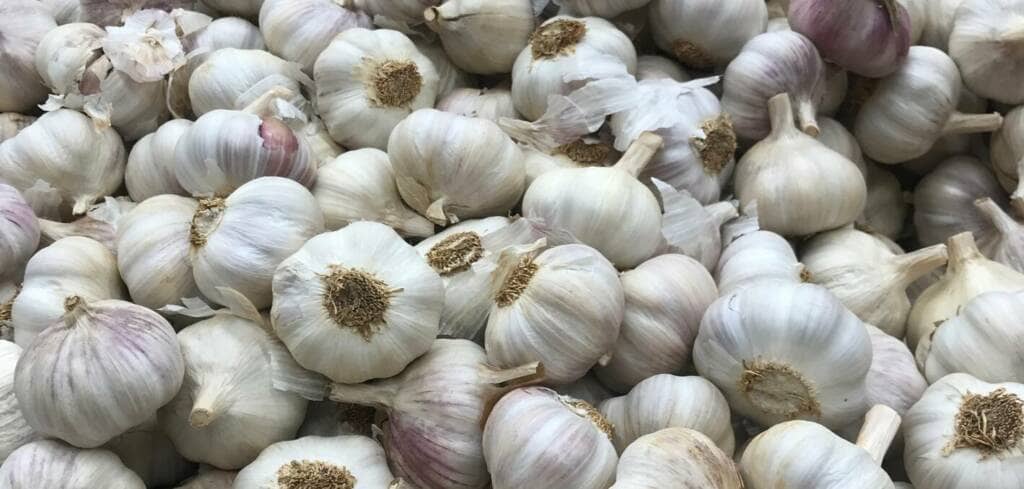 Garlic supplement benefits for cancer patients and genetic risks
