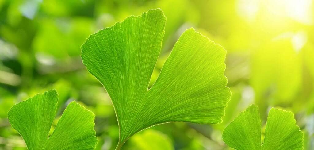 Ginkgo Biloba supplement benefits for cancer patients and genetic risks