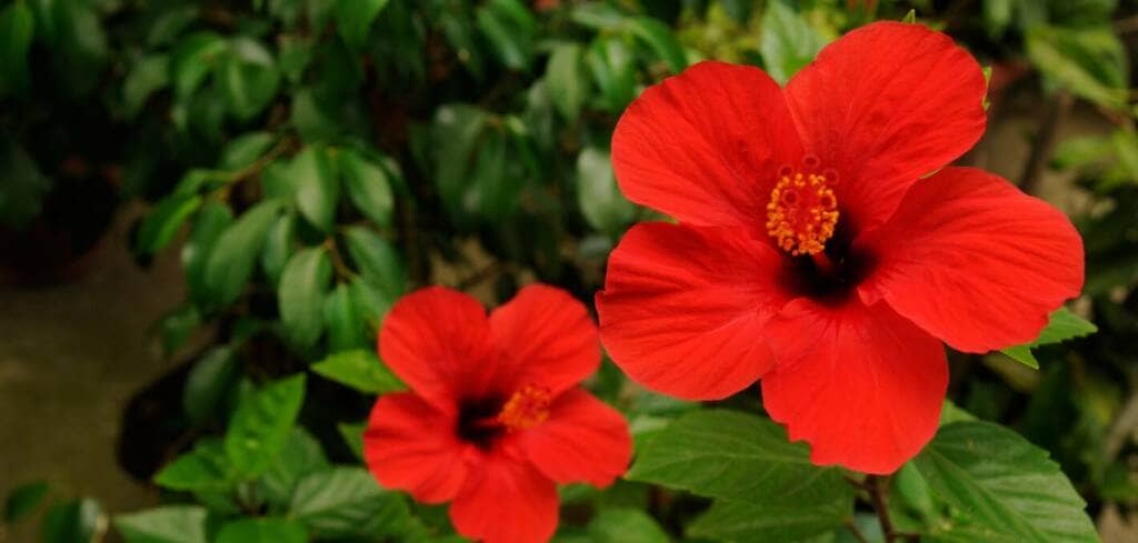  Hibiscus supplement benefits for cancer patients and genetic risks