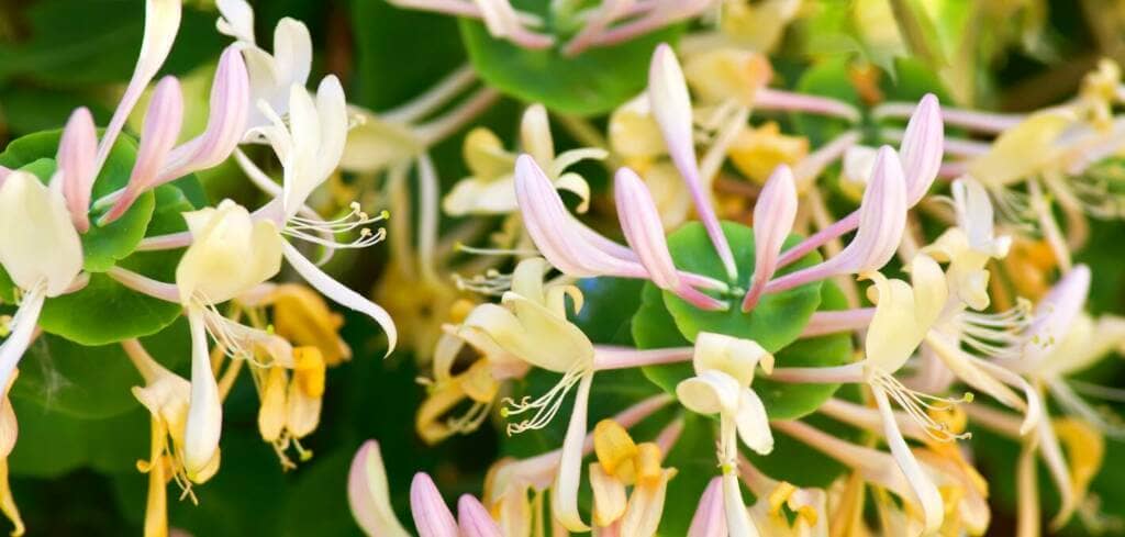 Honeysuckle supplement benefits for cancer patients and genetic risks